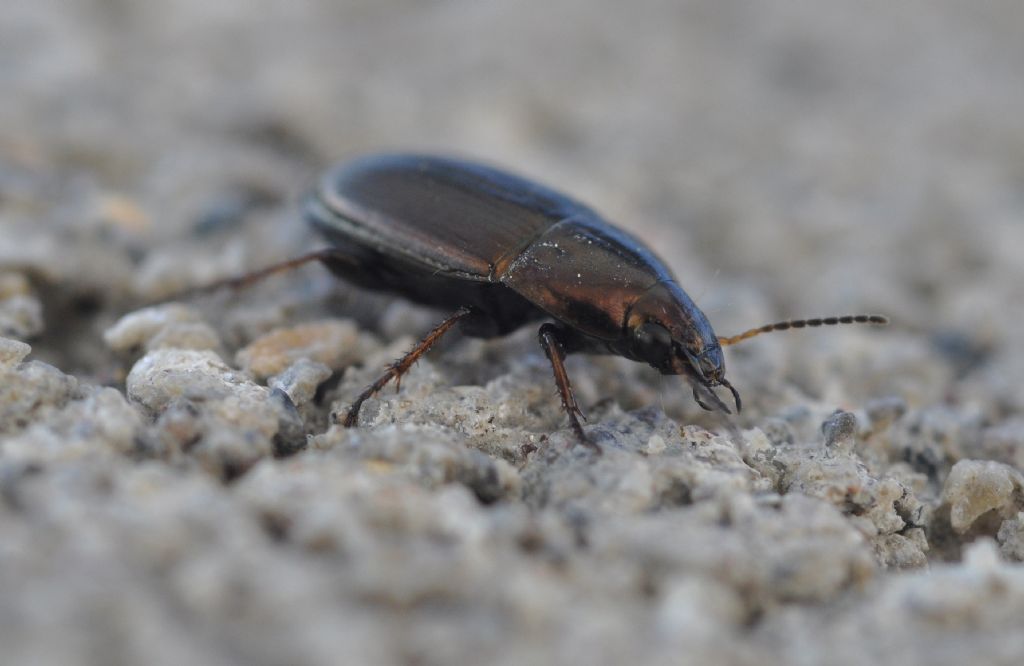 Carabidae da id - Amara aenea (cfr.)