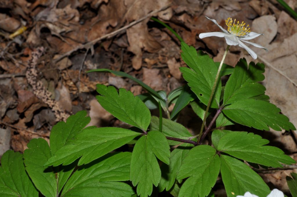 Anemonoides nemorosa