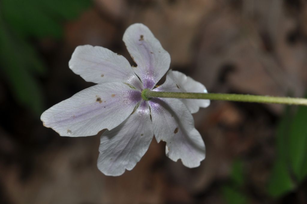 Anemonoides nemorosa