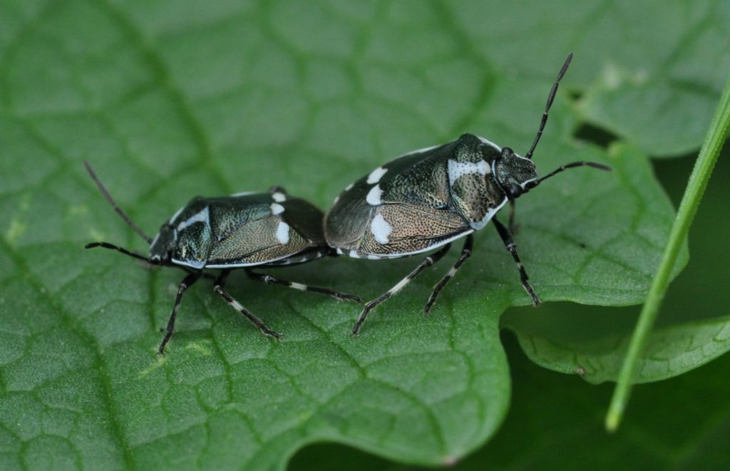 Pentatomidae: Eurydema oleracea