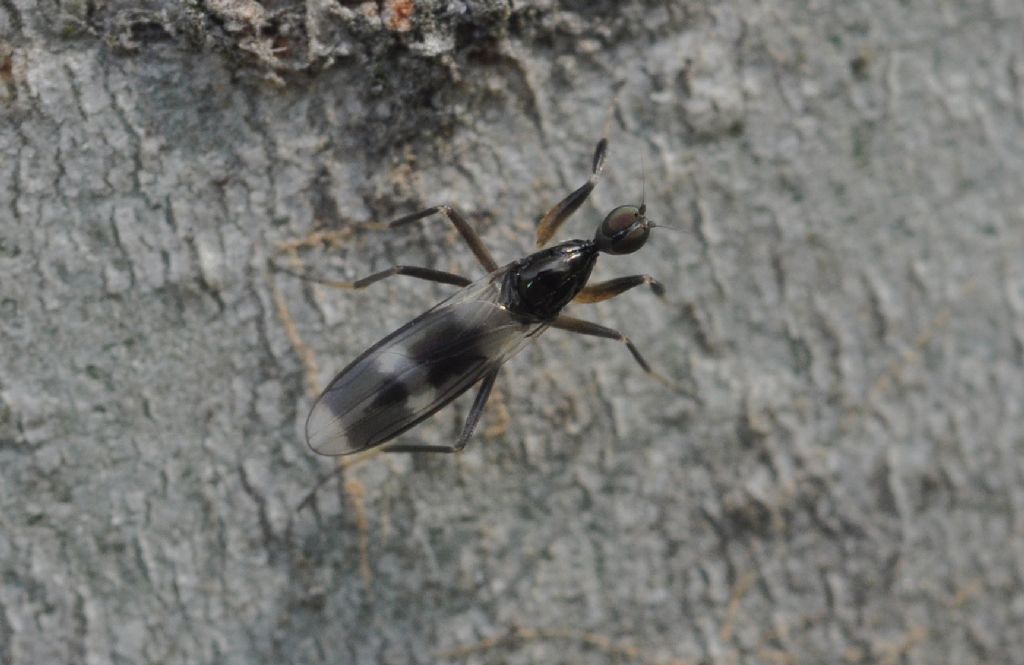 Tachidromyia sp, Hybotidae