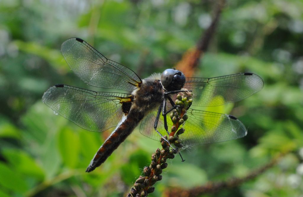 Libellula fulva