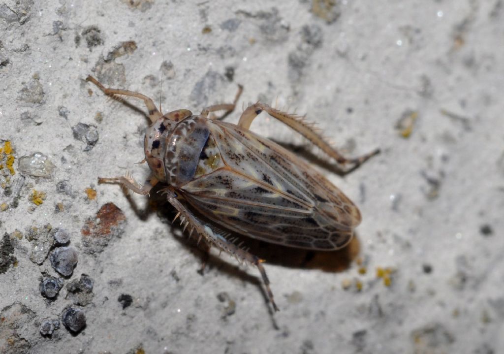 Cicadellidae da id (1)