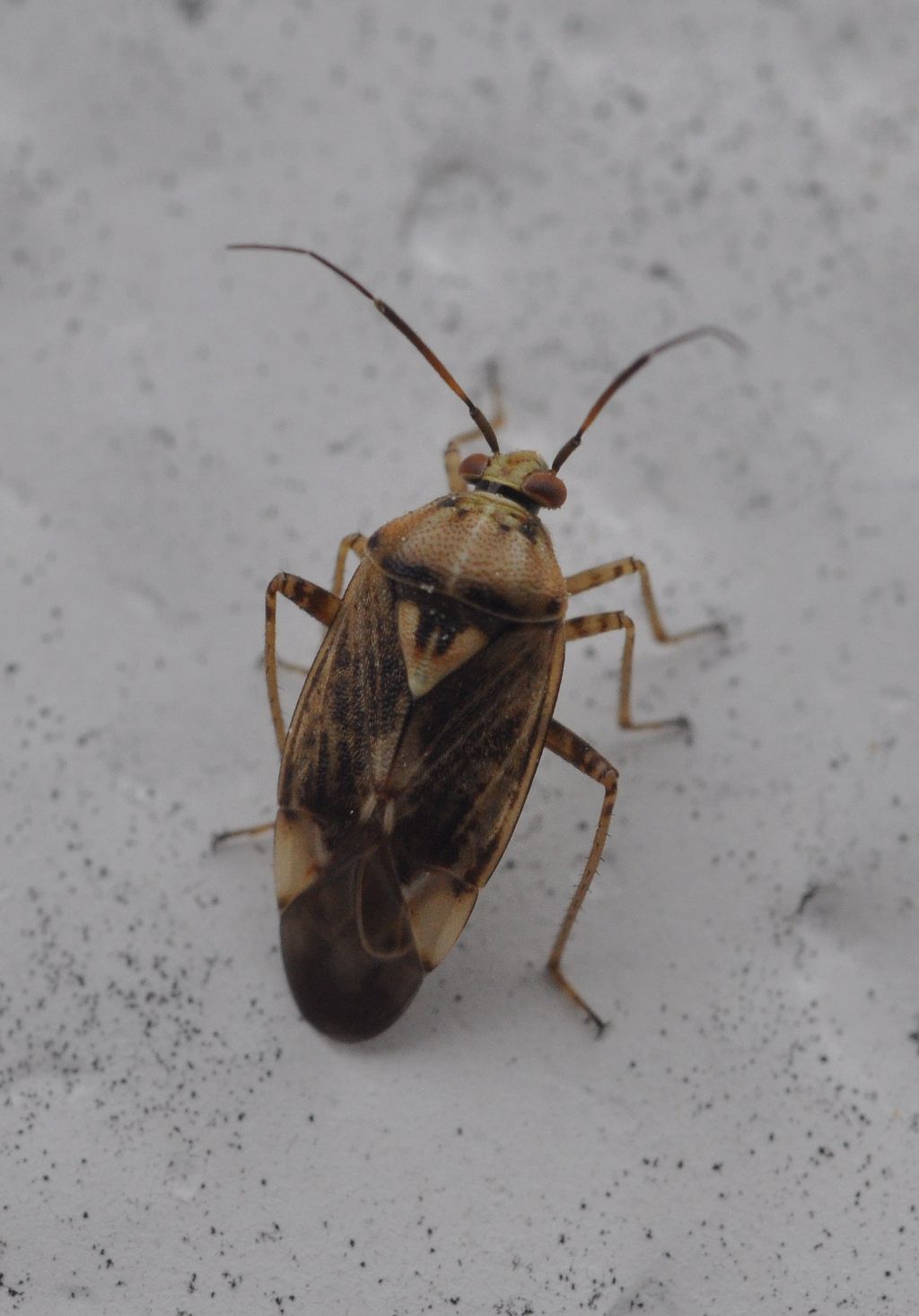 Miridae: Lygus rugulipennis della Lombardia (BG)