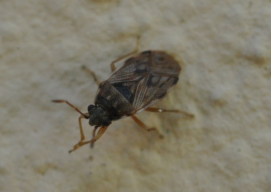 Lygaeidae: Hyalochilus ovatulus della Toscana (AR)