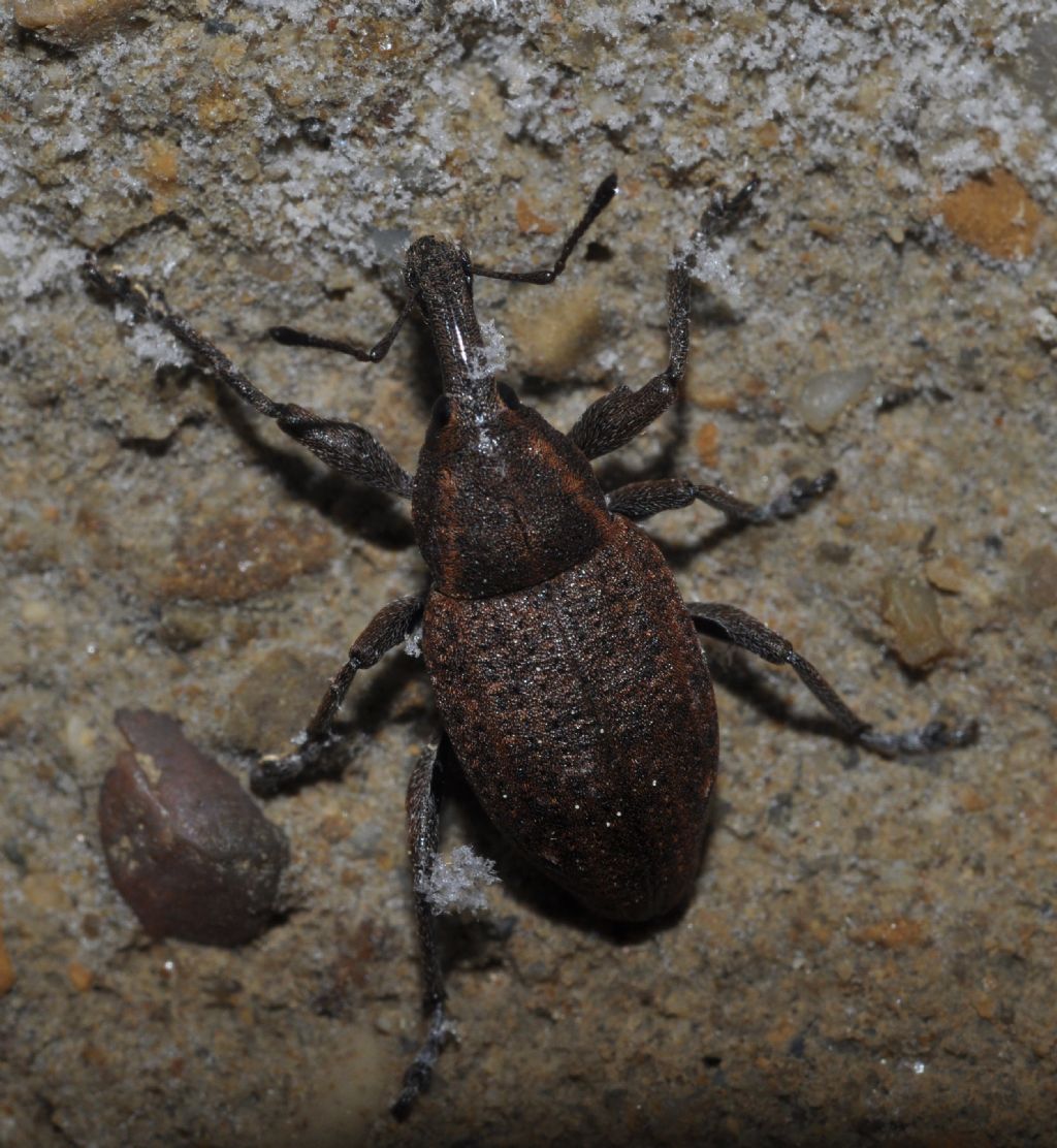 Curculionidae: Lepyrus...: Lepyrus capucinus