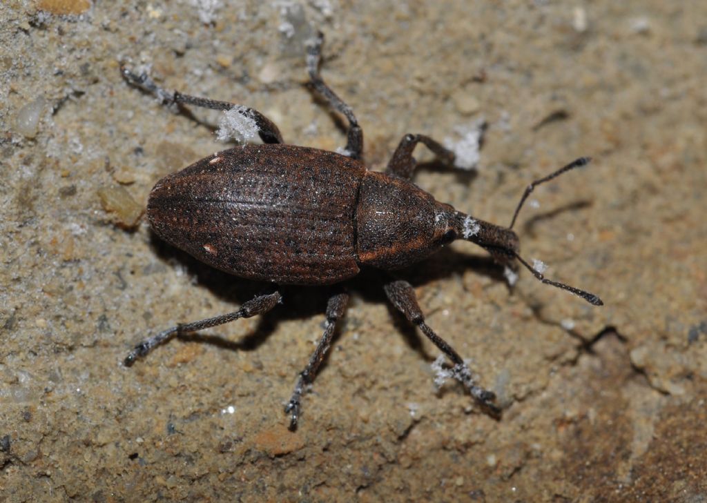 Curculionidae: Lepyrus...: Lepyrus capucinus