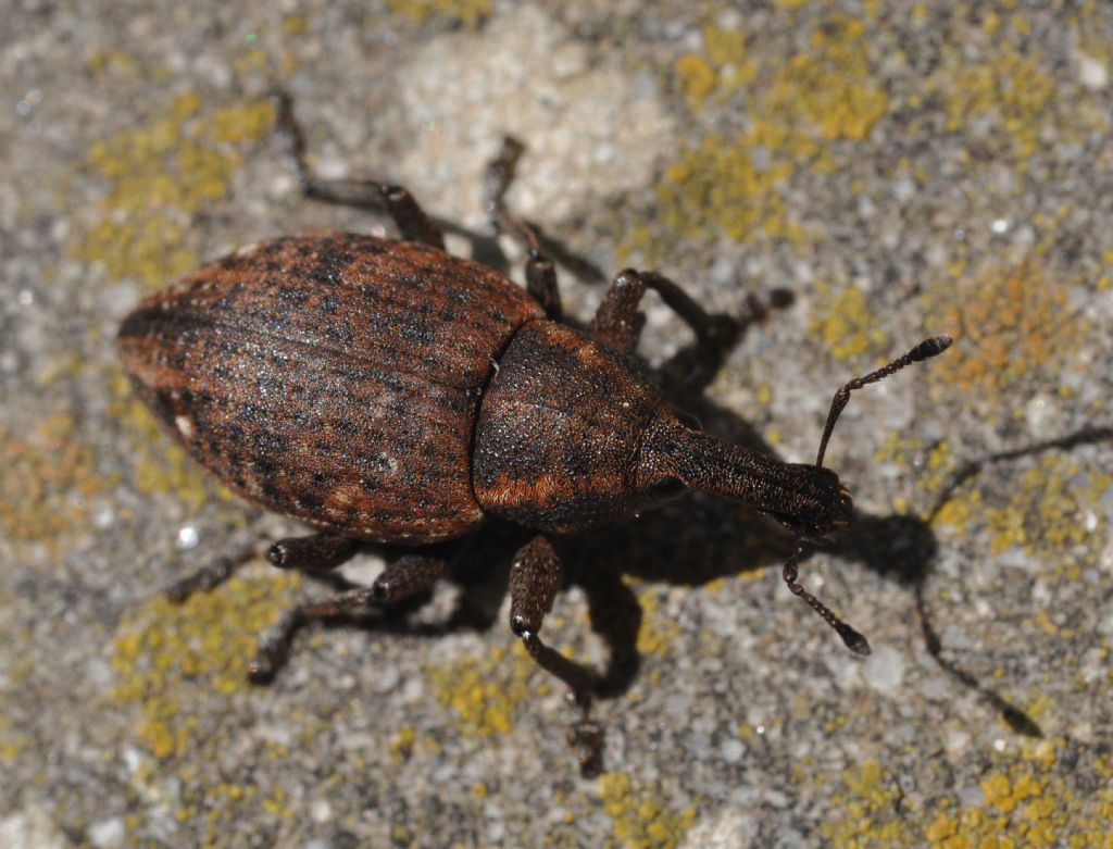 Curculionidae: Lepyrus...: Lepyrus capucinus