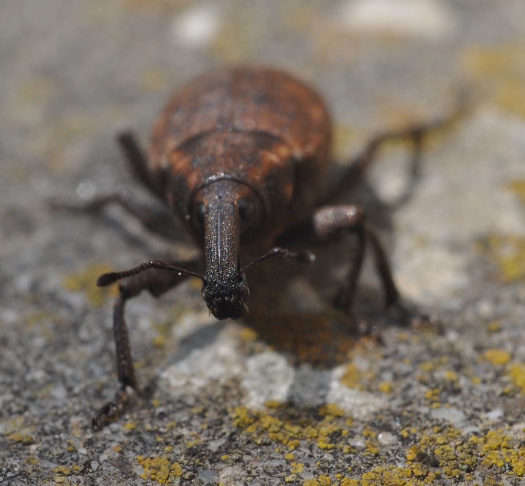 Curculionidae: Lepyrus...: Lepyrus capucinus