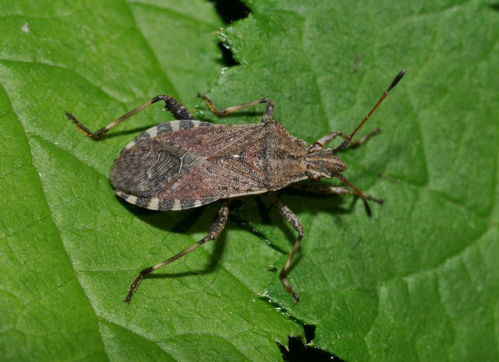 Coreidae: Ceraleptus gracilicornis della Lombardia (MI)