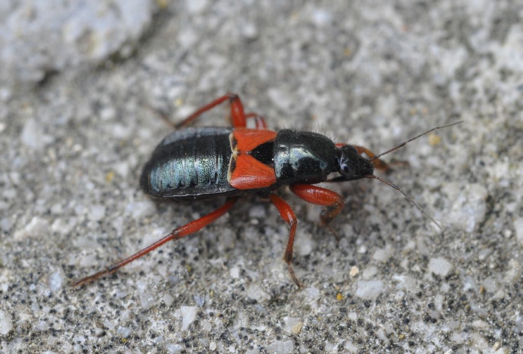 Nabidae: Prostemma guttula di Cavriglia (AR)