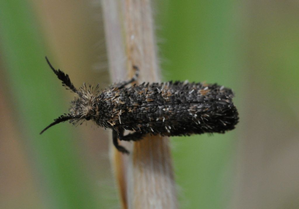 Ypsolophidae: probabile Ochsenheimeria sp.