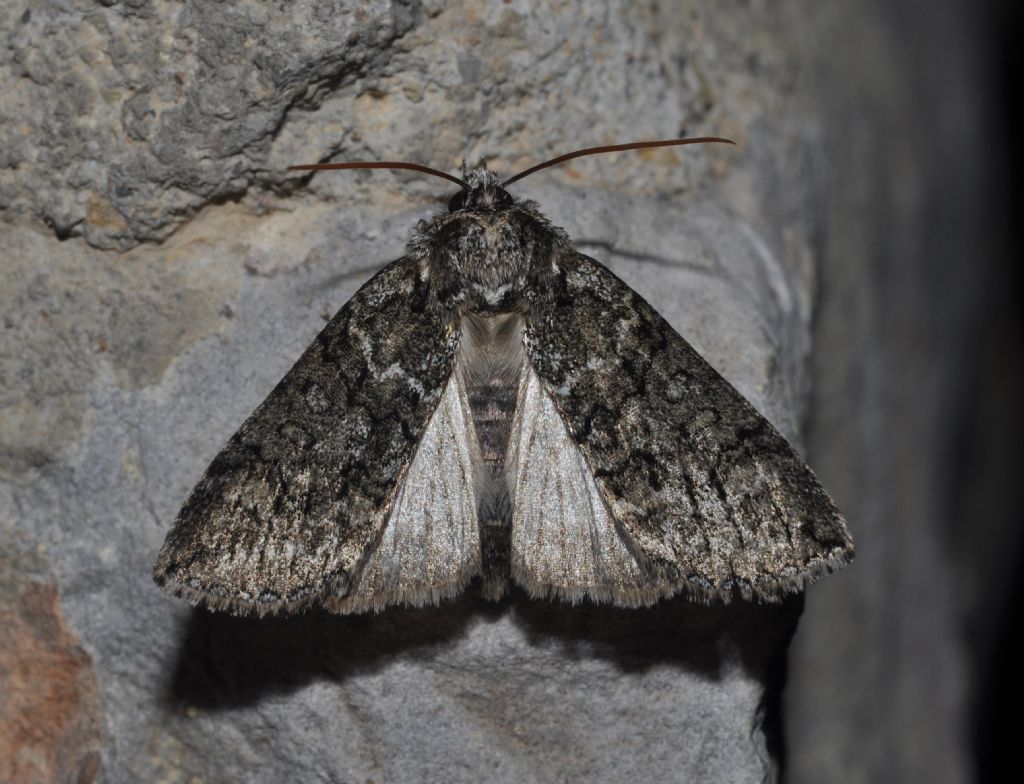 Noctuidae da id