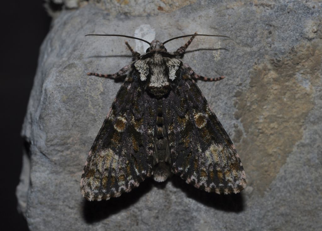 Noctuidae da id (2)