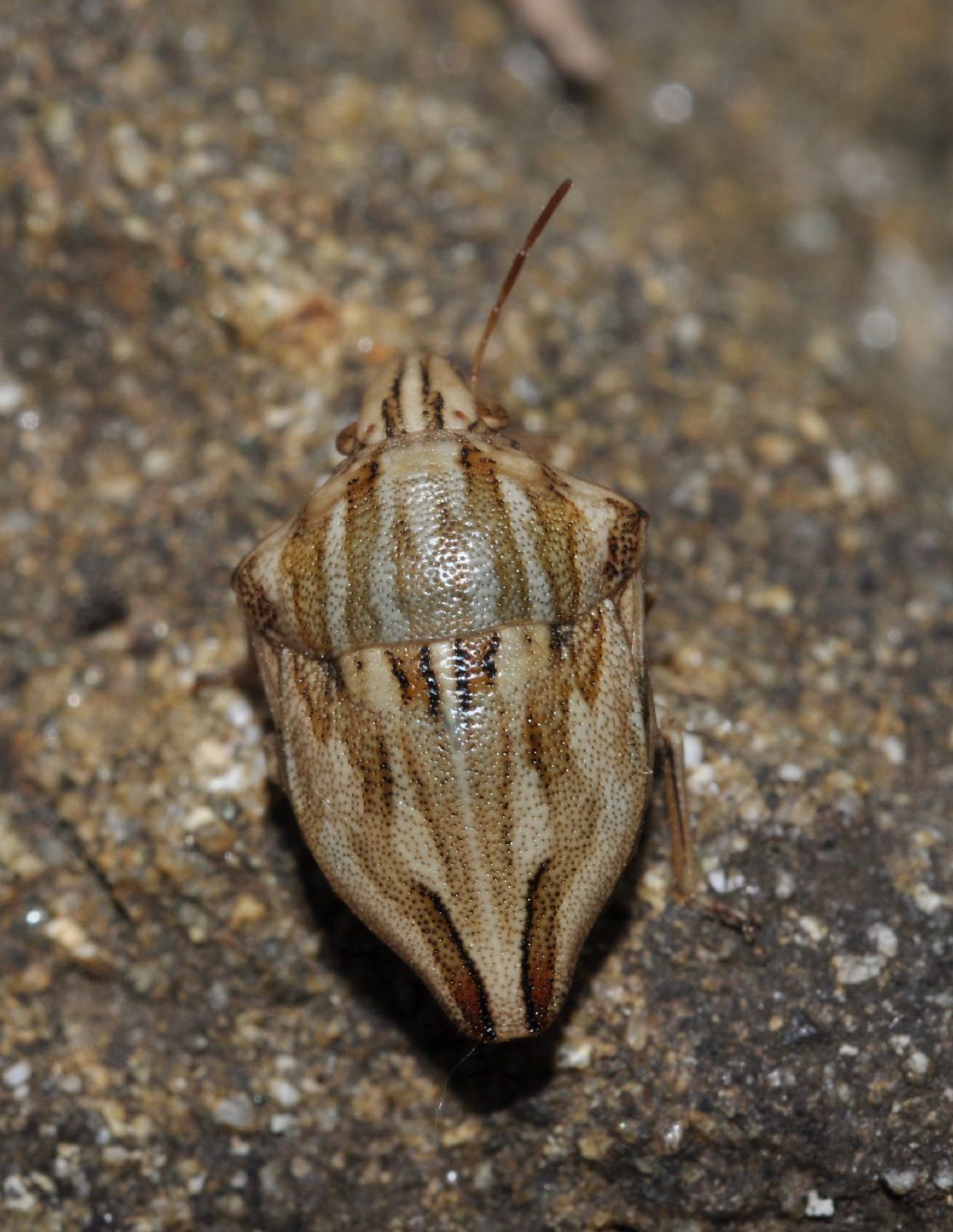 Scutelleridae: Odontotarsus robustus