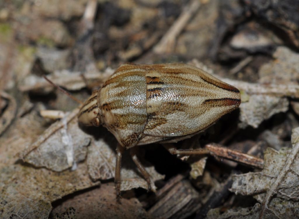 Scutelleridae: Odontotarsus robustus