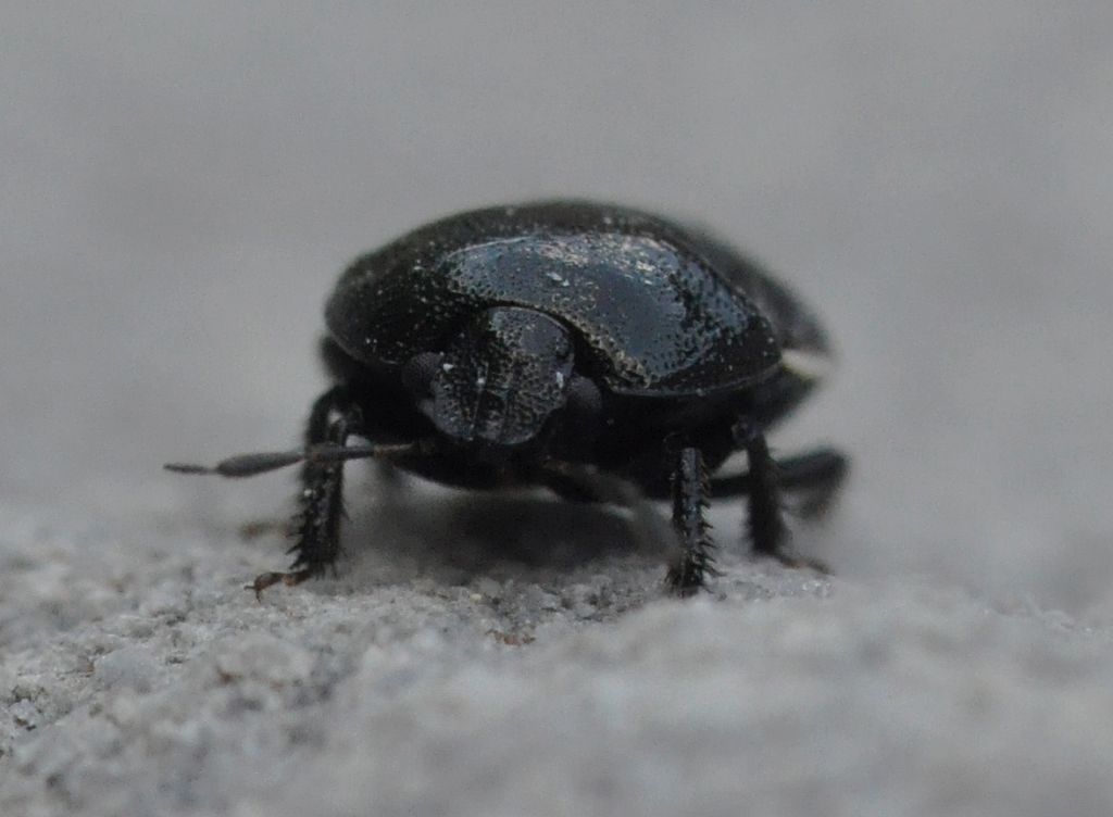 Cydnidae: Legnotus limbosus della Toscana (AR)