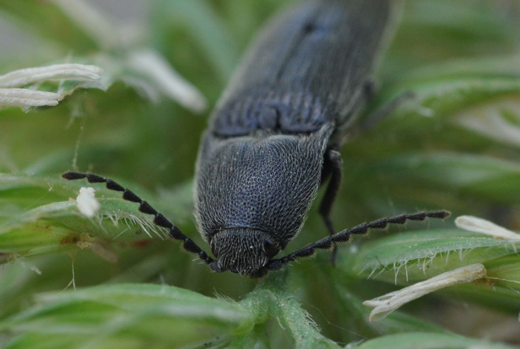 Melanotus sp., Elateridae