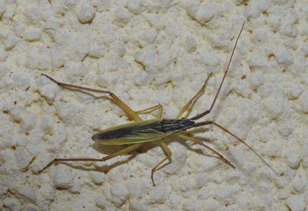 Miridae: Notostira?