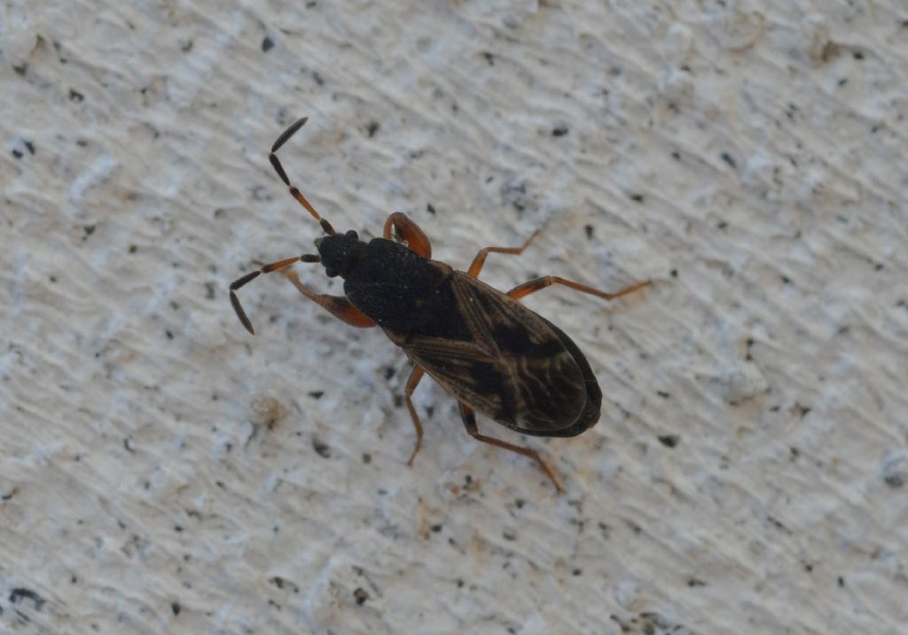 Lygaeidae: Icus angularis della Lombardia (BG)