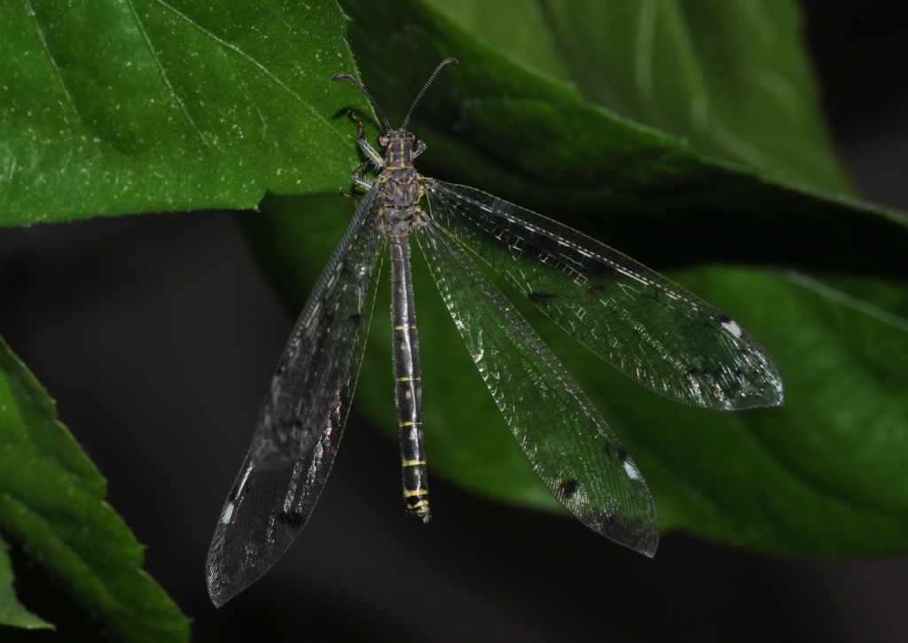 da identificare - Distoleon tetragrammicus