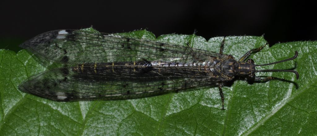 da identificare - Distoleon tetragrammicus