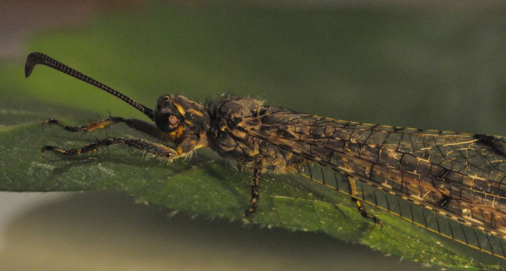 da identificare - Distoleon tetragrammicus