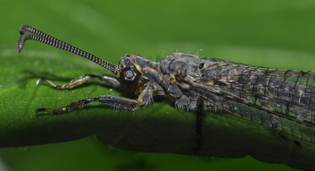 da identificare - Distoleon tetragrammicus