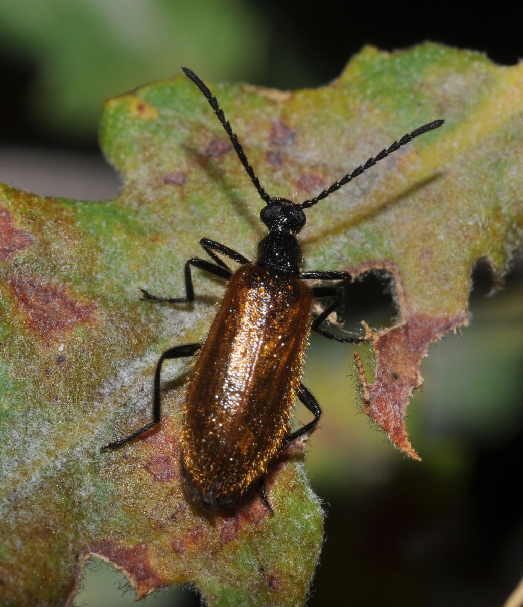 Lagria atripes? forse L. hirta