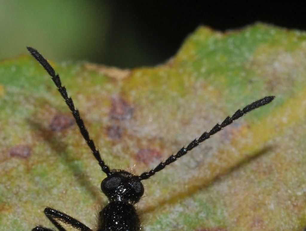 Lagria atripes? forse L. hirta