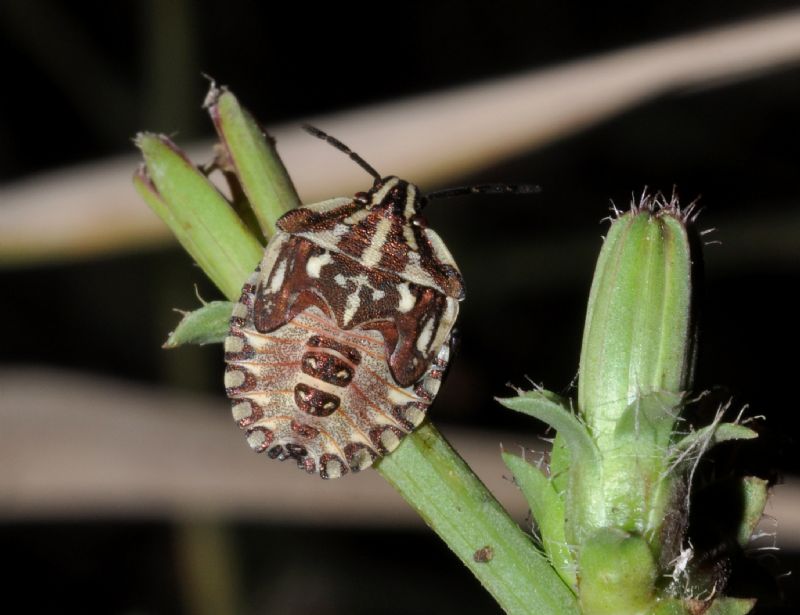 Pentatomidae: Carpocoris sp. (ninfe)