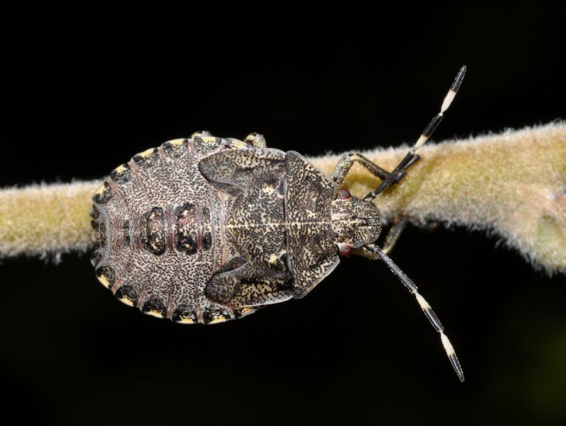 Pentatomidae: Rhaphigaster nebulosa (ninfa) della Lombardia