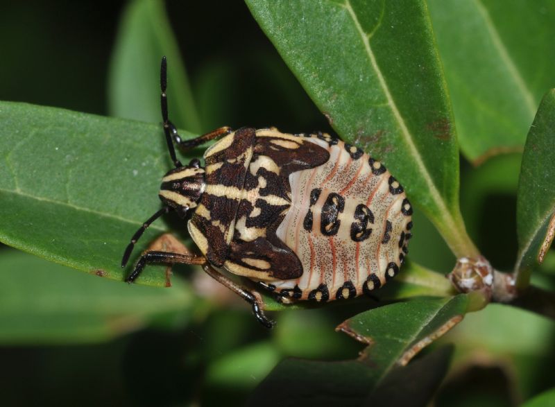 Pentatomidae: Rhaphigaster nebulosa (ninfa) della Lombardia