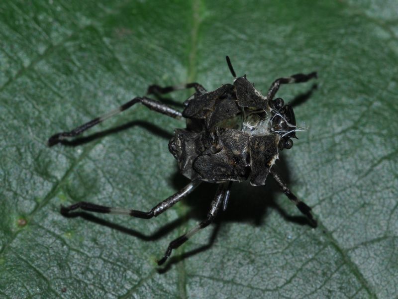 exuvie ninfali di Halyomorpha halys