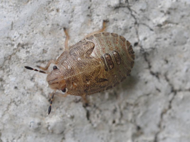 ninfa di Sciocoris sp.