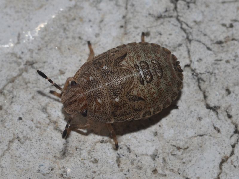 ninfa di Sciocoris sp.