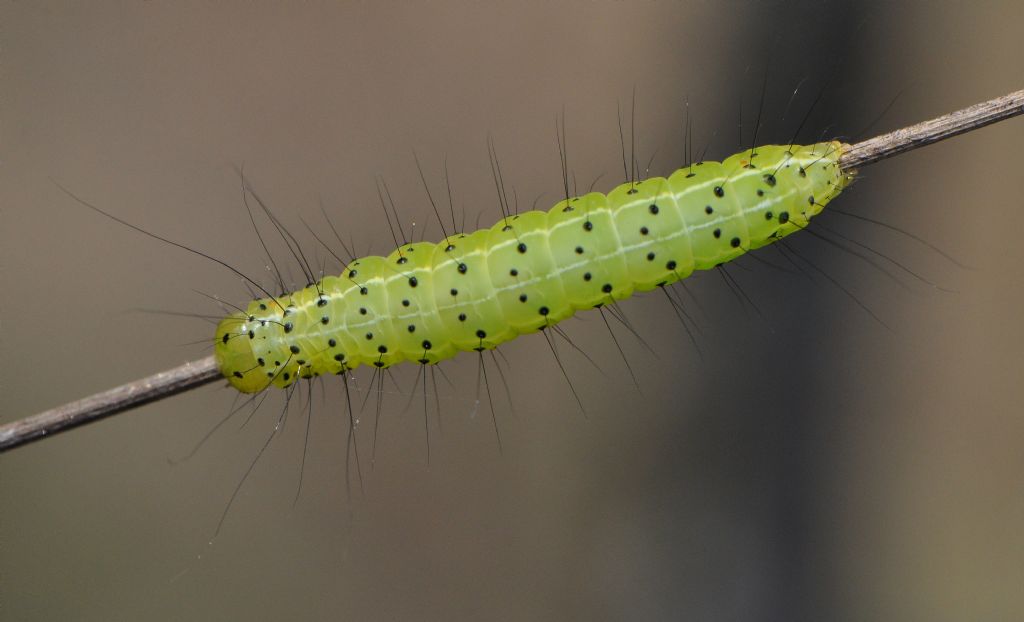 Bruco da id... Craniophora ligustri