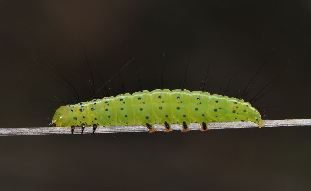 Bruco da id... Craniophora ligustri