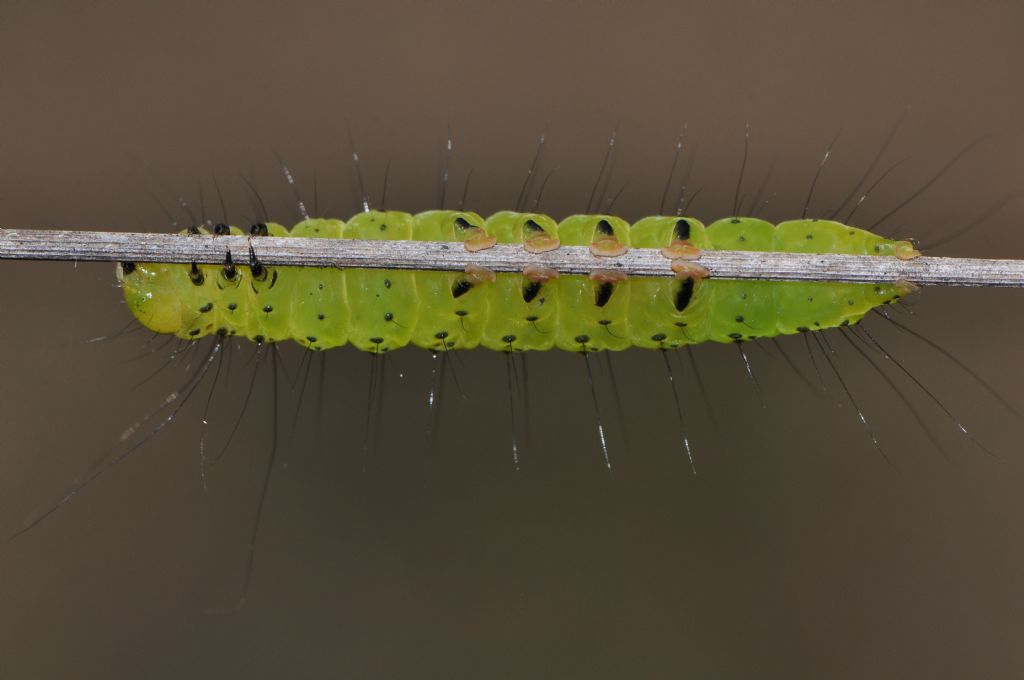 Bruco da id... Craniophora ligustri