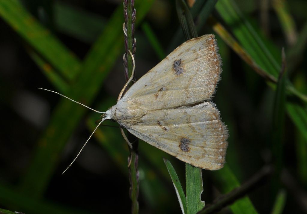 Geometridae da id. No, Erebidae: Rivula sericealis