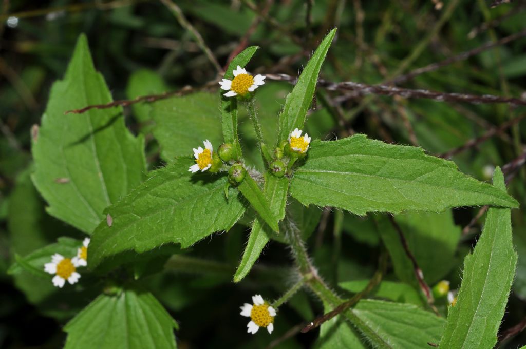 Galinsoga sp. (Asteraceae)