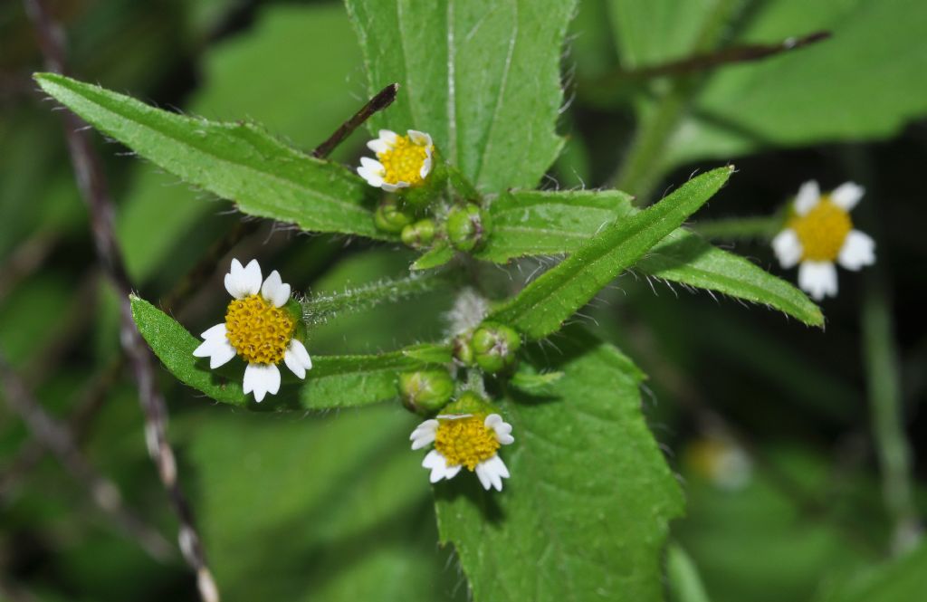 Galinsoga sp. (Asteraceae)