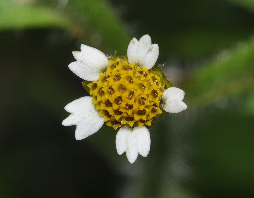 Galinsoga sp. (Asteraceae)