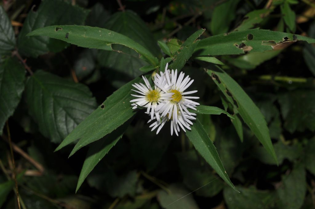 Symphyotrichum lanceolatum / Astro di Tradescant