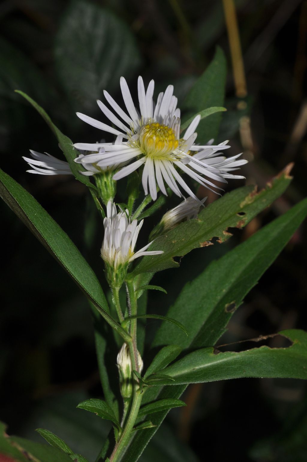 Symphyotrichum lanceolatum / Astro di Tradescant