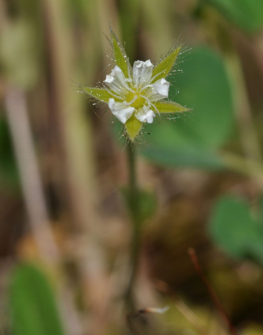 Cerastium glutinosum / Peverina glutinosa