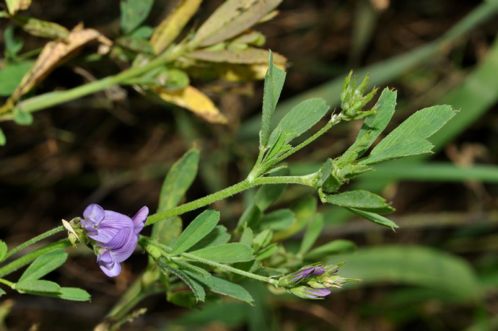 Medicago sativa