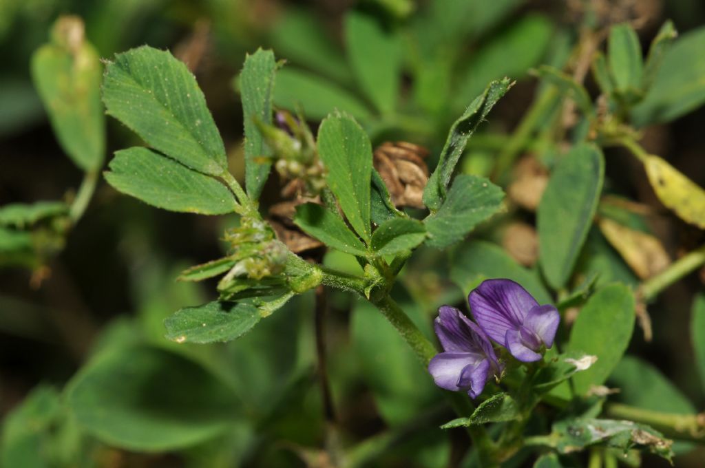 Medicago sativa