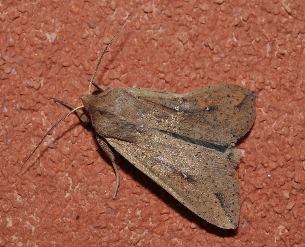 Noctuidae da id - Mythimna (Pseudaletia) unipuncta