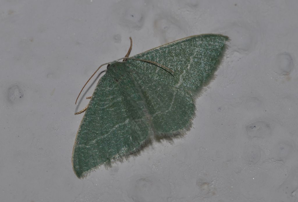 Geometridae da id -  Phaiogramma etruscaria